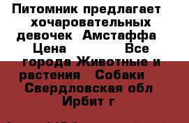 Питомник предлагает 2-хочаровательных девочек  Амстаффа › Цена ­ 25 000 - Все города Животные и растения » Собаки   . Свердловская обл.,Ирбит г.